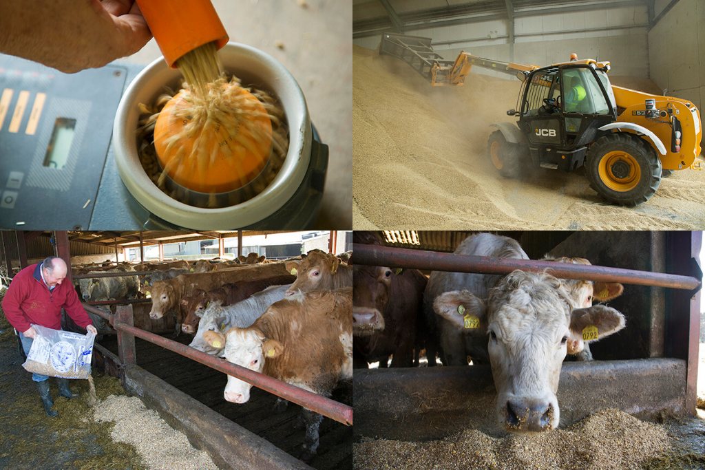 hastings mill roscrea animal feeds