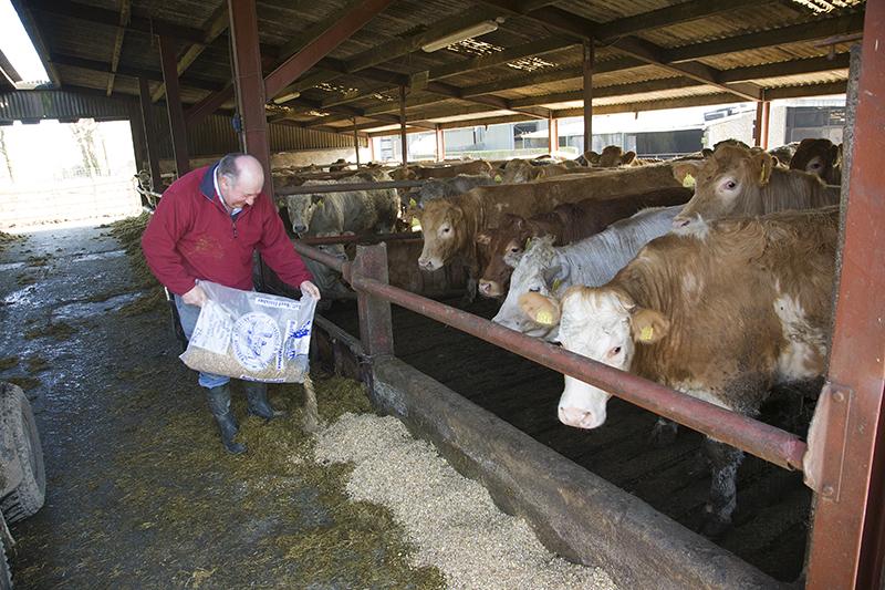 indoor animal feeding hastings meal
